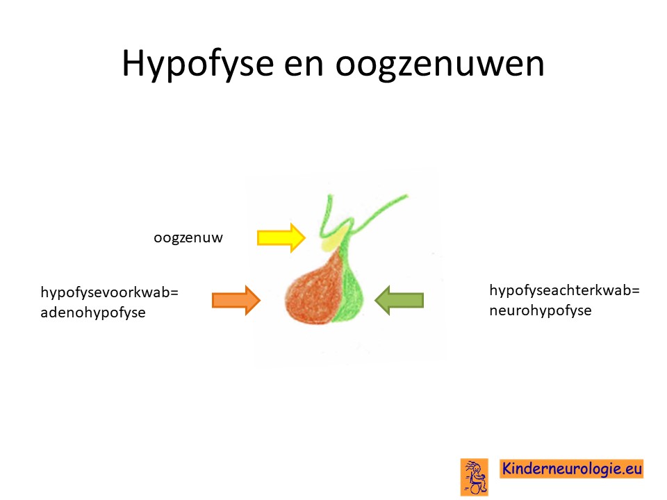 hypofyse en oogzenuw